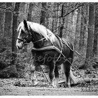 DSC 0120 - Kopie
