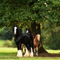 DSC 1644 - Kopie