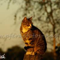 PICT0068