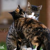 PICT0018